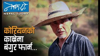 कोरियनको काभ्रेमा बंगुर फार्म [ The Nepal today ] Agriculture in Nepal