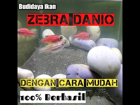 How to breed zebra danio fish