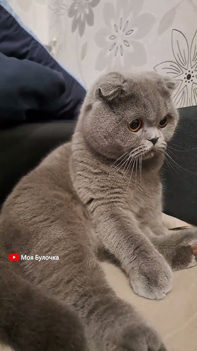 Булочка Квадробер Кінь😊 Приколи кішки Булочки #моябулочка #скотішфолд # ...