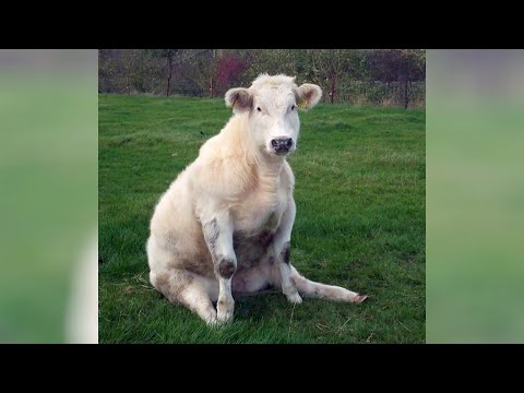 Top LOL moments and incidents with FARM ANIMALS