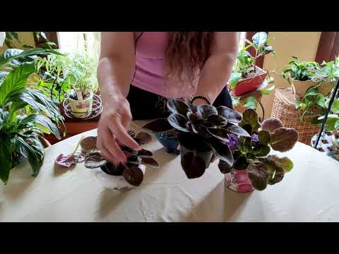 Video: African Violet Snoeien – Moet je een African Violet Plant terugsnoeien