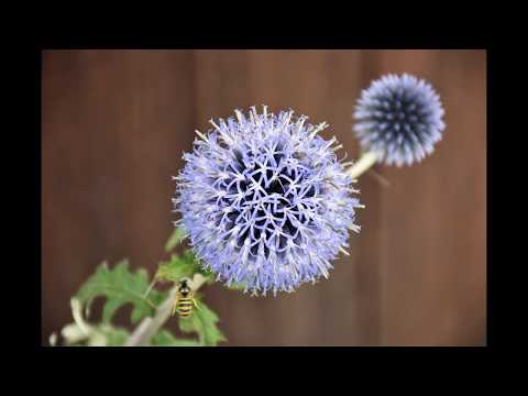 Video: Blommor-Peter - Leverans Av Färska Blommor, Gräsmattor Och Växter