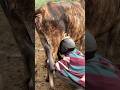 Mursi tribe Omo Valley Ethiopia #shorts #ethiopia #omovalley #omoadvisor #omoriver #short