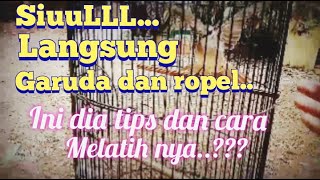 Trucukan ini.. siull langsung garuda dan ropel | INI DIA TIPS DAN CARA MELATIH NYA..