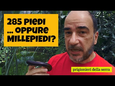 Video: Millepiedi e millepiedi nei giardini - Come controllare millepiedi e millepiedi da giardino