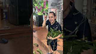 CÙ LAO ĐỎ - HOÀNG LAN PHILIPNES