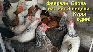 Курятник на даче: февраль. Снова нас не было на даче 3 недели. Куры одни