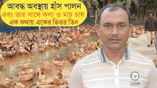 আবদ্ধ অবস্থায় ডিজিটাল পদ্ধতিতে হাঁস পালন তার সাথে কলা ও মাচ চাষ, All Bangla24, সাপল্য কথা