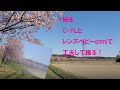 【桜の名所で】C-PLフィルターとレンズベビーomniを使って撮る！（動画No.567)