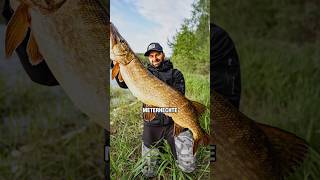 Die 3 Besten Köder Für E Hechte