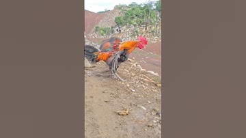 qaib qus ntxuaj ti zoo tiag tiag.gà rừng đập cánh cực phê