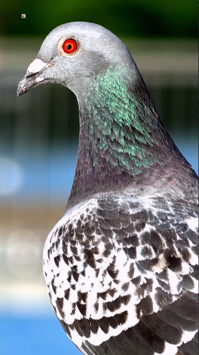 Pigeon sounds ❤️