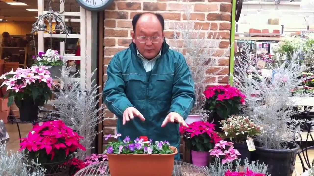 パンジー ビオラの育て方 日常管理 種まき 約100日後 虫の予防 Youtube パンジー ビオラの育て方 日常管理 種まき 約100日後 虫の予防 Youtube