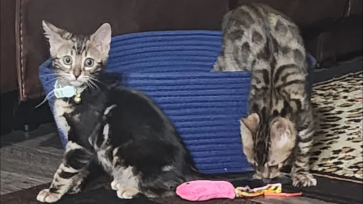 Video 5182411: little bengal kitten, bengal kittens playing, bengal fun