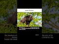 Howler Monkey