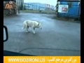 دوربین مخفی 100 جالب رقص سگ 