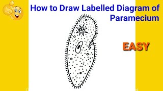 how to draw paramecium | how to draw paramecium easily | how to draw paramecium step by step