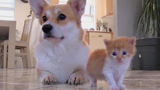 Corgi Adopts Kitten With Matching Fur After Losing Puppies in CSection