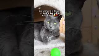 Every donation matters, link in bio💔🥹#shelter #kittens #animals #community #cat
