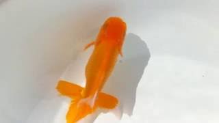 DSCF0355