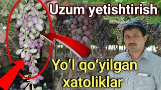 : Uzum tagini chopish eng katta xato.  Uzum chirishini bartaraf qilish.