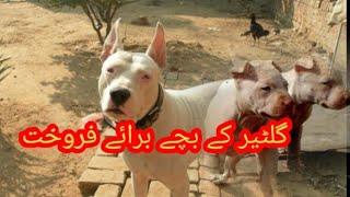 Gultair Dog Puppy Available For Sale In Pakistan | Shikari Dog| by Malik Hunter 306 views 8 days ago 8 minutes, 4 seconds