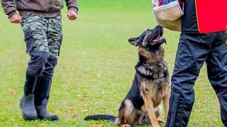 Correcting a dog for the OUT command - Dont do this at home