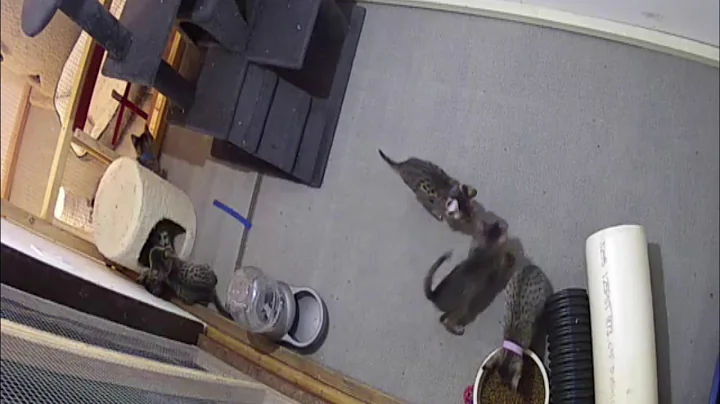 Watch the video about F5 SBT Savannah kittens -- ready for Christmas 2019!