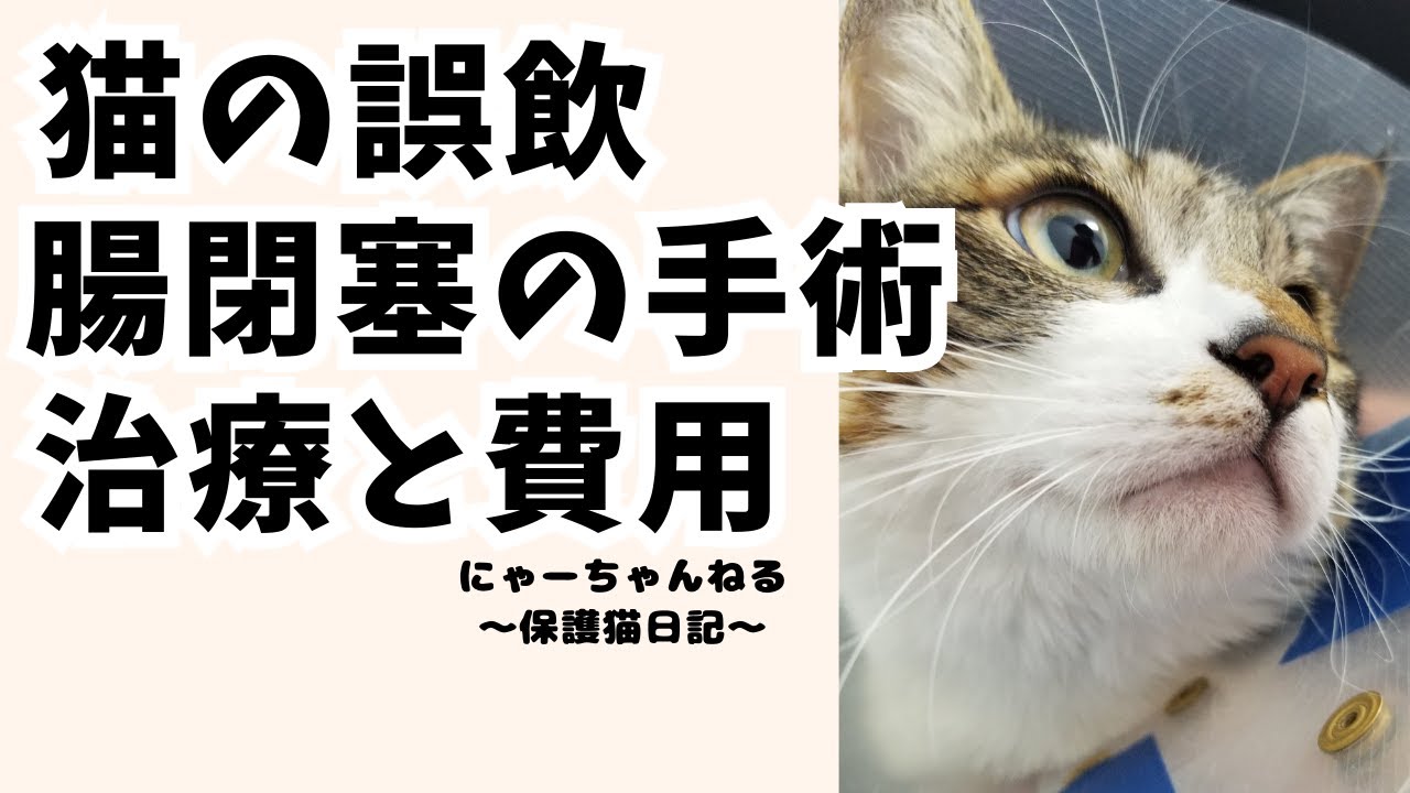 猫の誤飲と腸閉塞。それに伴う入院手術、費用について