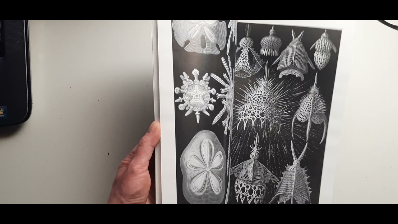 Art Forms in Nature (Dover Pictorial Archive)  by Ernst Haeckel