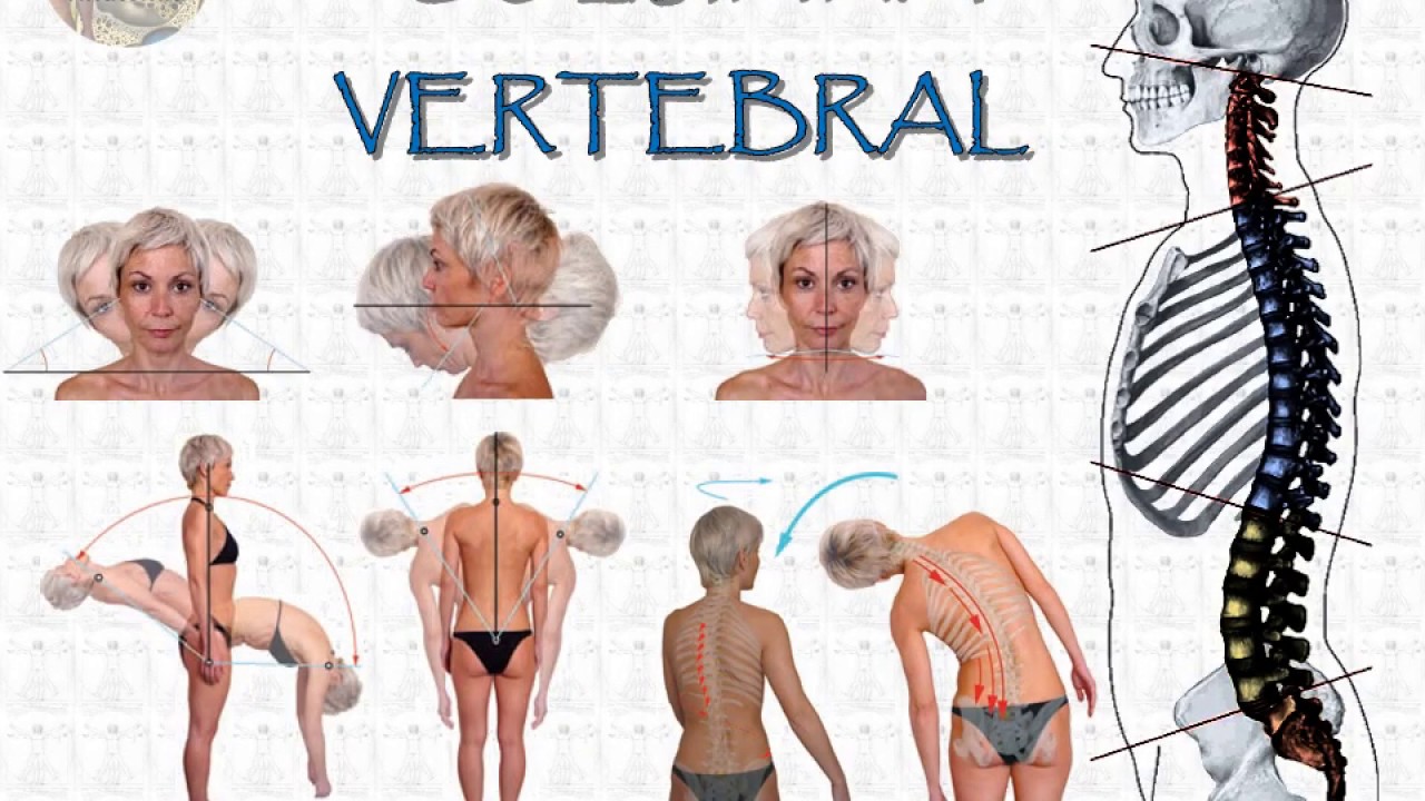 L1.2 | Columna vertebral | Anatomía 2 | FMed UBA