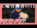 【年収240万円】工場労働者の1日【39歳独身】| 柴犬と寮暮らし