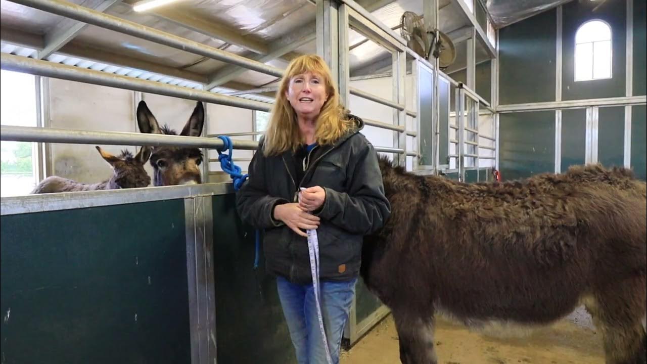 How To Measure A Donkey For A Blanket YouTube
