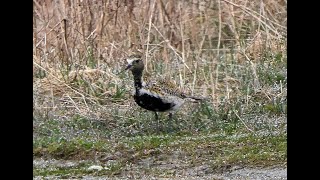 Eurasian Golden Plover 2024 by Mark & Sandra Dennis 79 views 16 hours ago 2 minutes, 4 seconds