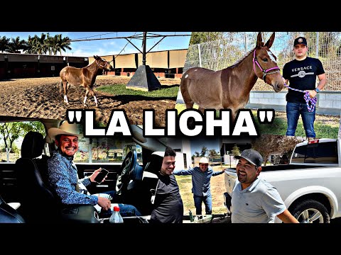 COMPRE UN NUEVO ANIMAL PARA MI RANCHO SANTA JULIA |LOSTOYS|