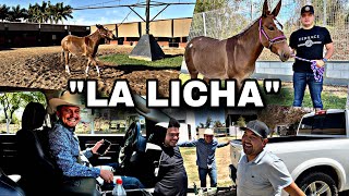 COMPRE UN NUEVO ANIMAL PARA MI RANCHO SANTA JULIA |LOSTOYS|