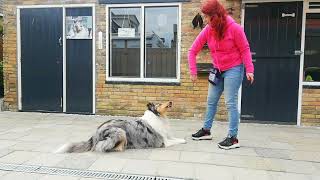 Animal actor level 2 Star by Antje Alberda 68 views 1 year ago 4 minutes, 11 seconds