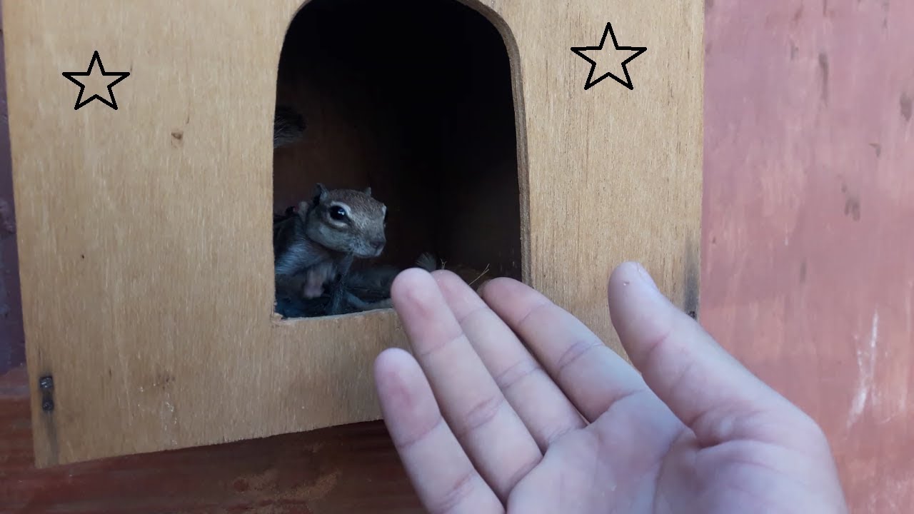 بيت السنجاب Youtube