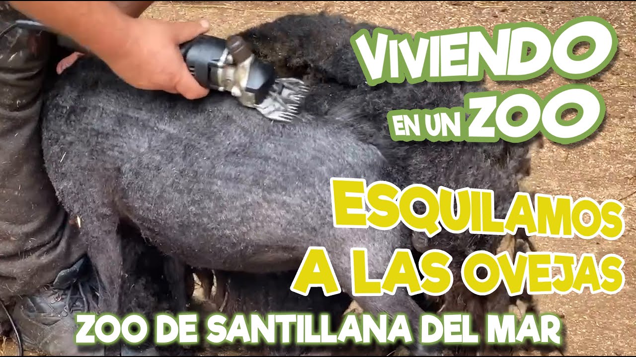 Esquilamos a las ovejas