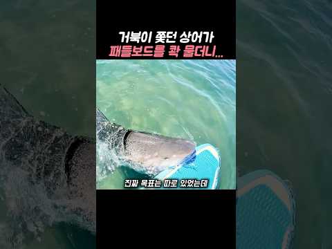상어에 쫓긴 거북이가 보드 밑으로 숨자, 상어가 분풀이 하는데... thumbnail