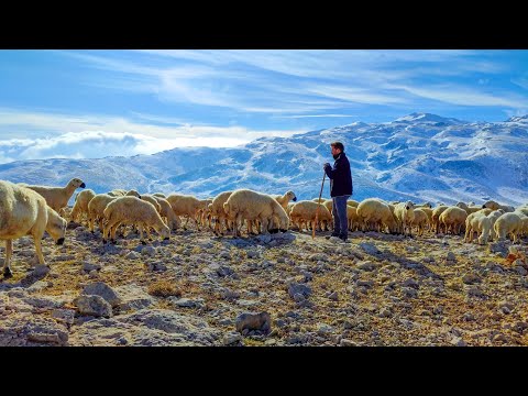 Tarık Kara - Ayrılığa Türkü (Nerdesin) NETTE İLK