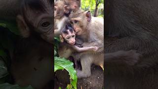 Eleanor becomes bean family monkey gorgeous #monkey #viral #shorts #shortsfeed