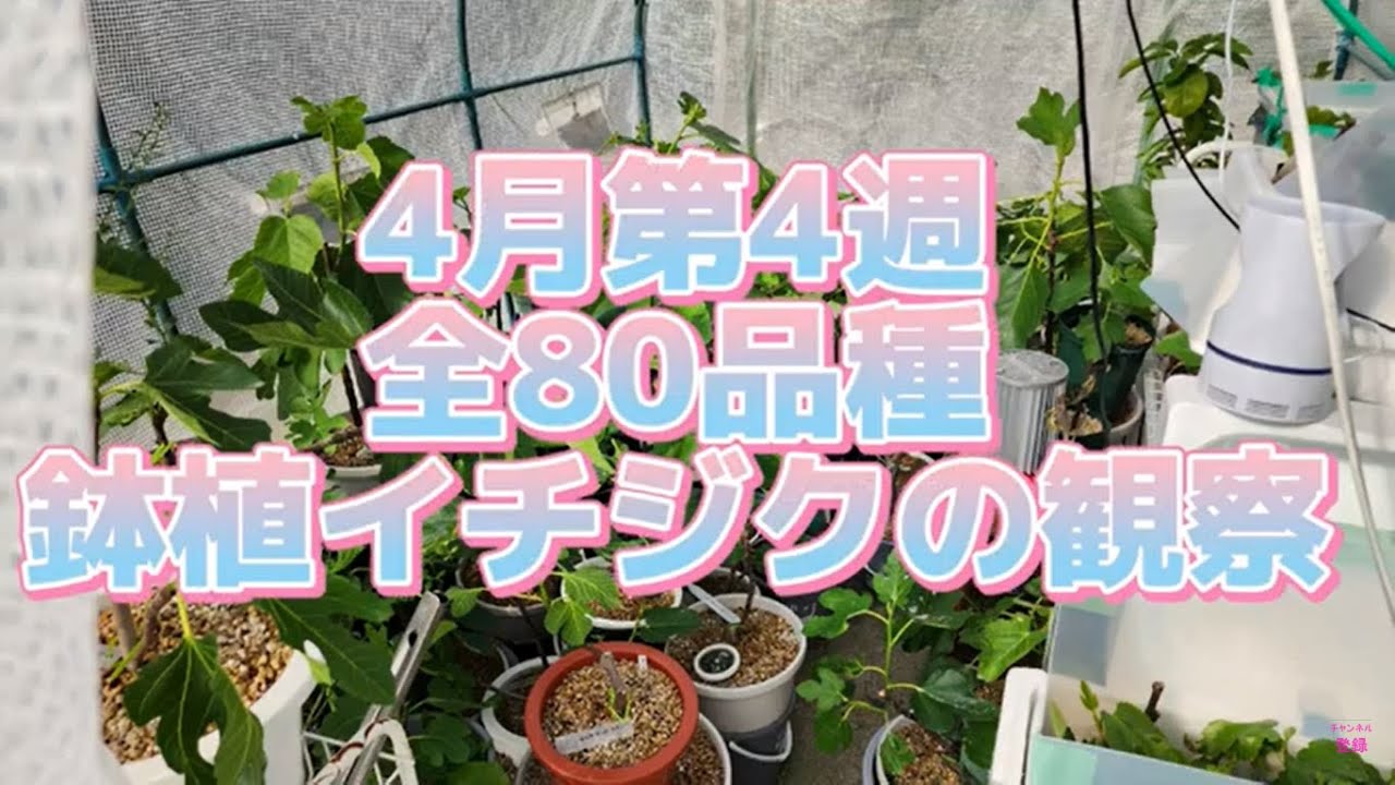 イチジク]全80品種 2023年4月第4週の成長記録 [いちじく 栽培 無花果