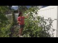 How to direct and prune long bean vines