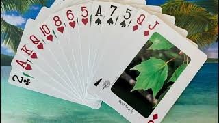 Bridge Grand Slam (45) - Bergen Raises #cardgames #biddingstrategy