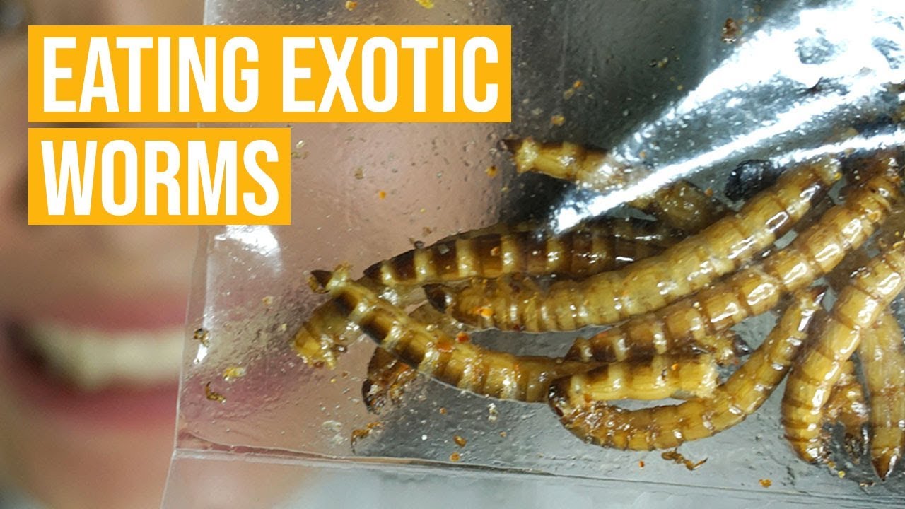 Eating Worms Exotic Chichaworm From Bohol YouTube Maxresdefault