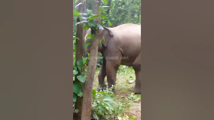 Elephant Attack Short Video! #shorts #trending