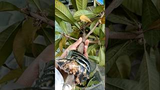 Fresh Grafted Mamey Sapote Pace Sweetest Type Sent To Tuban