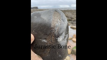 Fossil Hunting Saltwick Bay May 2025 #fossils #ammonites
