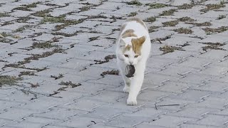 Cat Terrorizes Mouse During Sinister Game Of Catch And Release screenshot 2